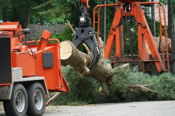 Tree Removal for Businesses in Clear Lake, WA